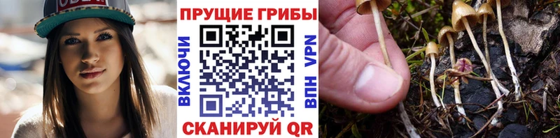 что такое наркотик Артём Галлюциногенные грибы MAGIC MUSHROOMS